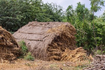 Lakundi, Karnataka, India - November 6, 2013: Closeup of straw shelter filled with cattle fodder. Green foliage in back under silver sky.