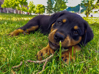 Such a cute dog, he introduce him self to me 