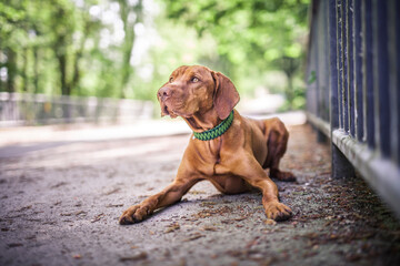 Magyar Vizsla beim spaziergen gehen im Park.