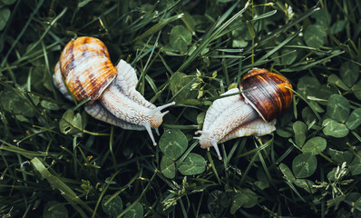 Escargots dans l'herbe