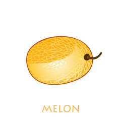 Fresh whole melon fruit isolated on white background. Honeydew melon. Summer fruits for healthy lifestyle. Organic fruit. Cartoon style.