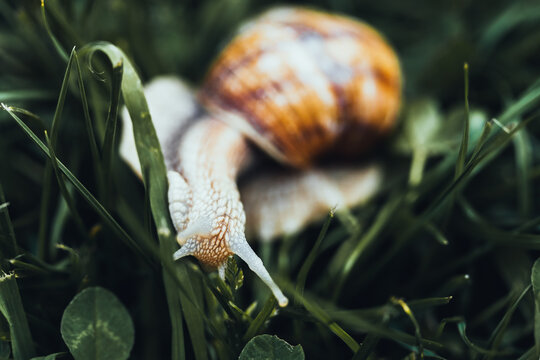 Escargots dans l'herbe