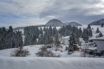 Winter forest, mountain landscape in the wintertime, snow-covered trees. Bulgaria, Gela, Rhodope...