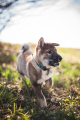 Shikoku Welpe beim spaziergen gehen.