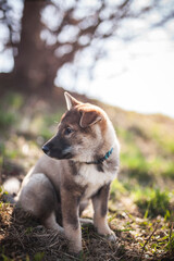 Shikoku Welpe beim spaziergen gehen.