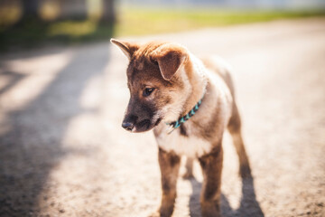 Shikoku Welpe beim spaziergen gehen.