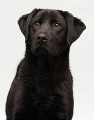 black labrador puppy looking on a gray background