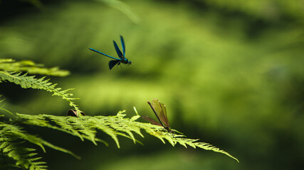 Libellules sur une fougère