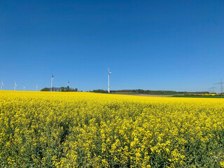 Rasps flower on spring time 