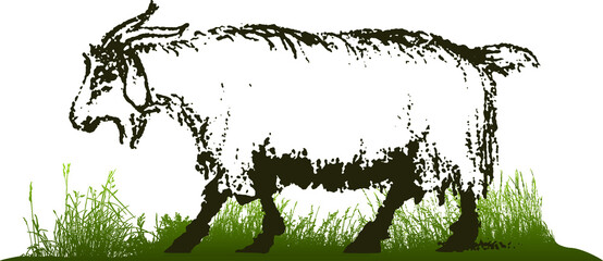 vector sketch of a goat in the grass