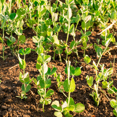 Young plant of green, vegetable peas on the soil.
