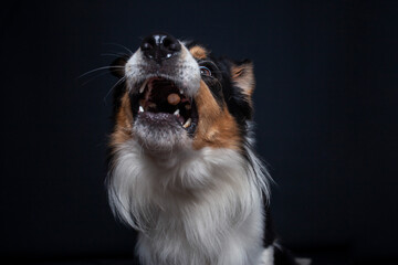 Border Collie im Foto studio schnappt nach essen. Hund macht witziges gesicht während er Treats fängt.