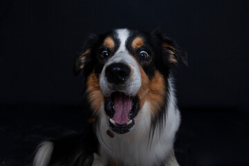 Border Collie im Foto studio schnappt nach essen. Hund macht witziges gesicht während er Treats fängt.