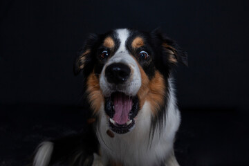 Border Collie im Foto studio schnappt nach essen. Hund macht witziges gesicht während er Treats...