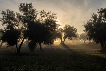 Amanecer con rayos de sol a contraluz en olivar mediterraneo