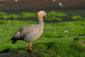 The ruddy-headed goose (Chloephaga rubidiceps)