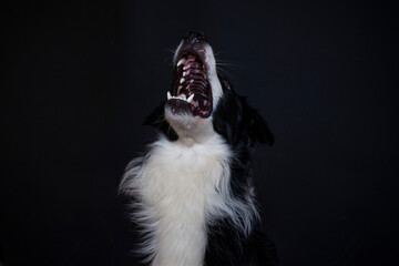Border Collie im Foto studio schnappt nach essen. Hund macht witziges gesicht während er Treats fängt.
