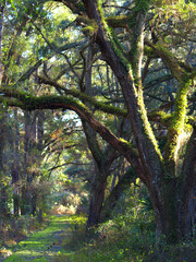 Tunnel of Trees