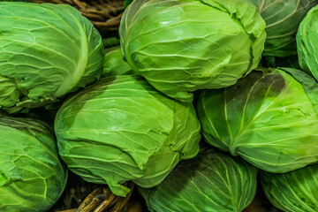 たくさんのキャベツ