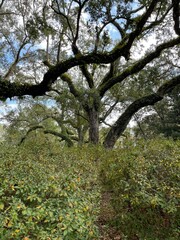 Eden Gardens State Park Florida 