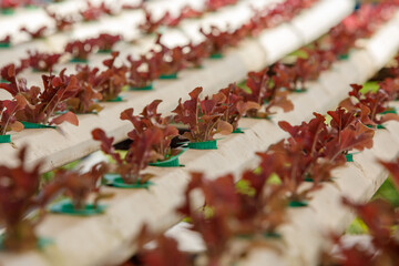 Hydroponics,Organic fresh harvested vegetables