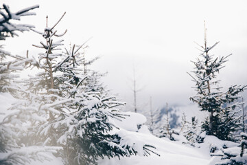 Spektakuläre und wunderschöne verschneite Berg- und Waldlandschaft in Österreich, mit Schnee bedeckte Tannen