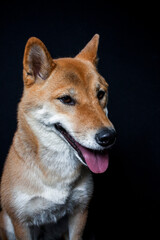 Shiba Inu fängt Leckerlis im Studio mit schwarzen Hintergrund.