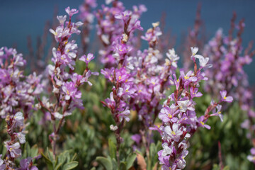 Floral background. Bushes with small purple flowers. Purple flowers out of focus in the background. Spring concept.