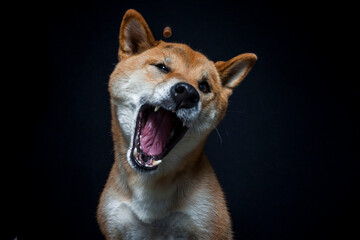 Shiba Inu fängt Leckerlis im Studio mit schwarzen Hintergrund.