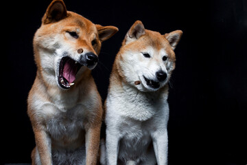 Two shiba inus trying to catch a treat in the studio. More dogs make a funny face while catching food