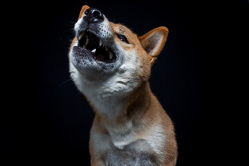 Shiba Inu fängt Leckerlis im Studio mit schwarzen Hintergrund.