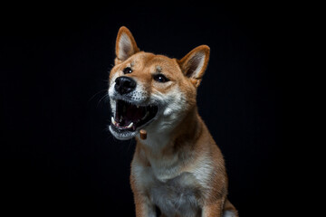 Shiba Inu fängt Leckerlis im Studio mit schwarzen Hintergrund.