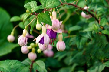 Obraz premium Beautiful flowers of white-lilac fuchsia in the summer garden.