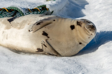 A large round harp seal with a light colored grey fur coat with dark spots lays in the sun. The wild animal is on white snow exposing its flippers, belly and long claws. The animal has long whiskers.