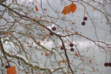 L'hiver se pose sur la nature