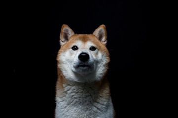 Shiba Inu fängt Leckerlis im Studio mit schwarzen Hintergrund.