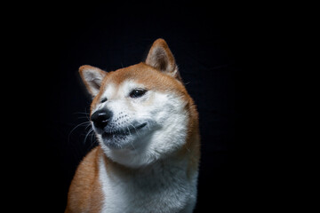 Shiba Inu im Studio mit schwarzen Hintergrund. Hund fängt Leckerli.