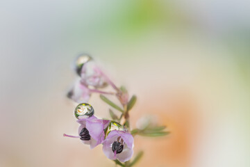 Lilac flowers float with drops of water and reflect the flower in the background; real photo not retouched. The pink flower is reflected on the surface of the water projecting its image into the dropl
