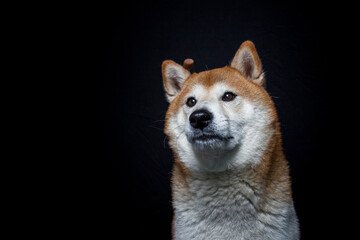 Shiba Inu im Studio mit schwarzen Hintergrund. Hund fängt Leckerli.