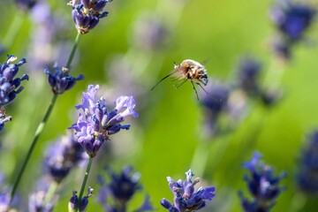 Insecte Lavande