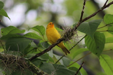 Pájaro amarillo en naturaleza
