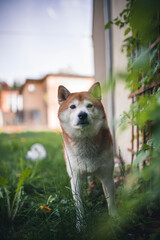 Shiba Inu auf einer grüßnen Blumenwiese.