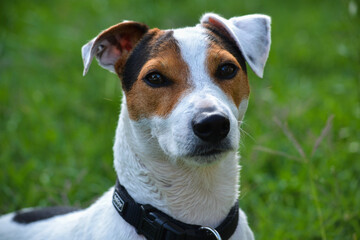 Jack russell terrier dog in green garden , outdoors