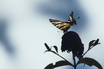 Papillon