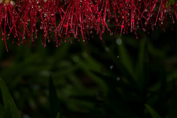 Red flower in the rain