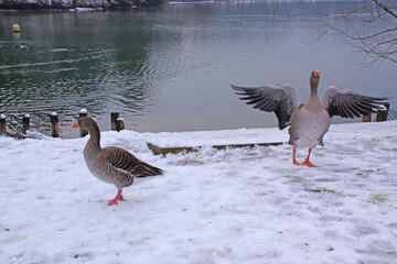 Oie sauvage au bord de l'eau, en hiver