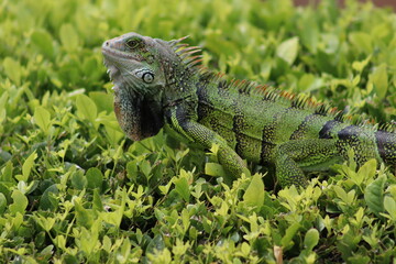 Iguana
