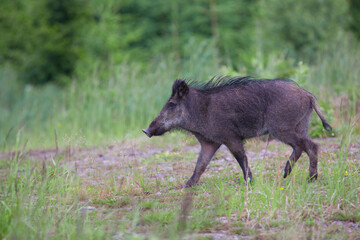 The wild boar (Sus scrofa - wild swine - Eurasian wild pig - wild pig)