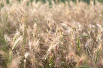 Rural scenery. Background of ripening ears of wheat. Crops field. Selective focus. Field landscape