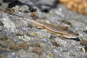 A adult specimen of Large psammodromus (Psammodromus algirus) or Algerian sand racer, a species of lizard in the family Lacertidae endemic to western Europe and northwestern Africa.